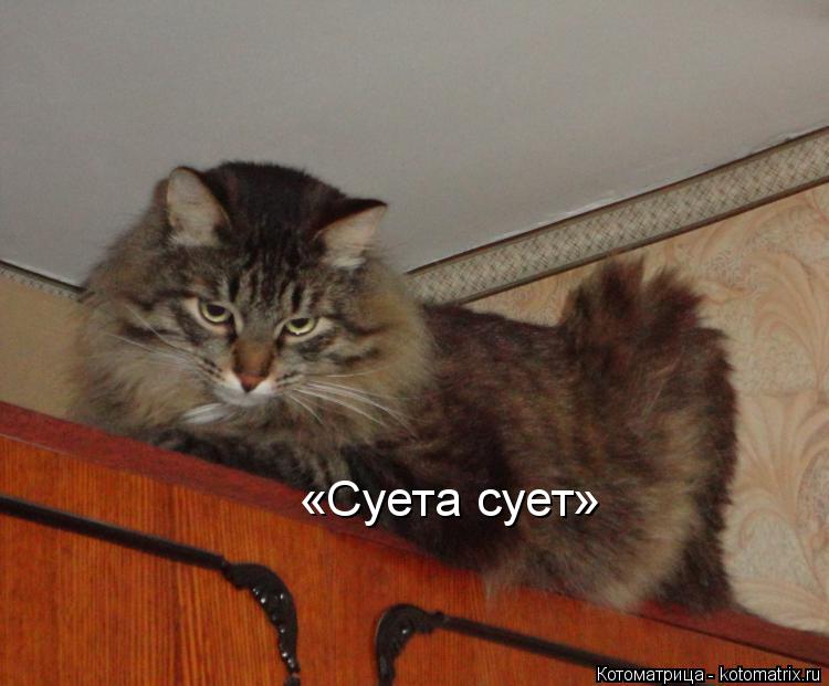 «Суета сует»... Котоматрица: «Суета сует»