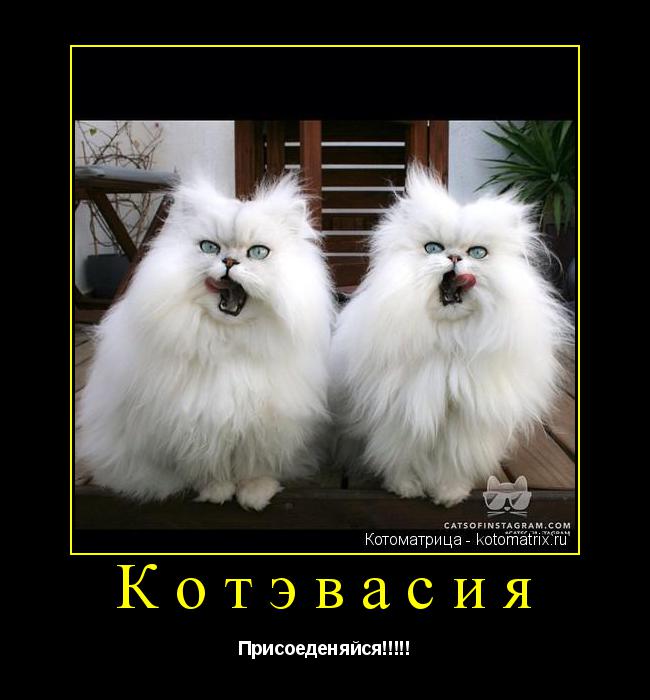 Котоматрица: Котэвасия  Присоеденяйся!!!!!
