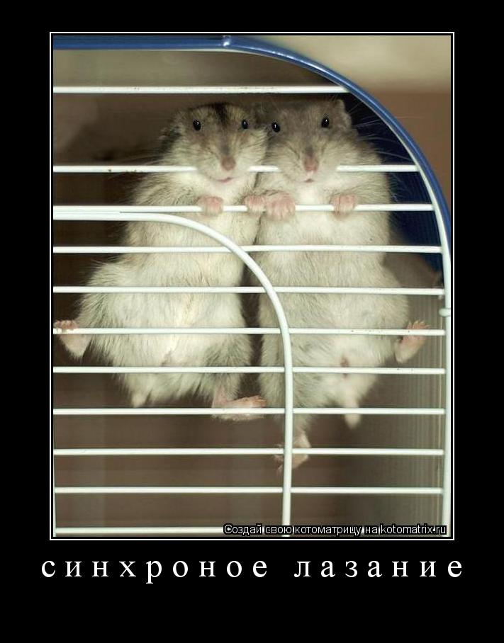 Котоматрица: синхроное лазание 