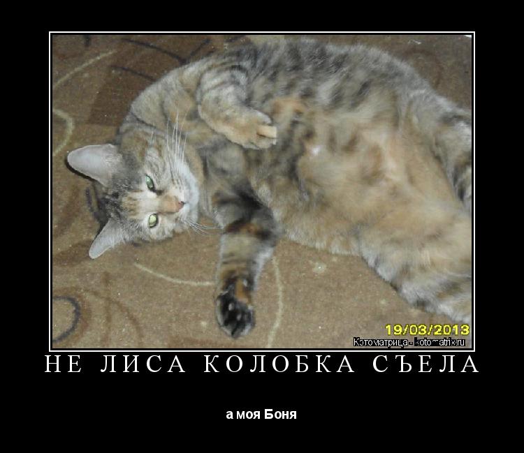 Котоматрица: НЕ ЛИСА КОЛОБКА СЪЕЛА а моя Боня