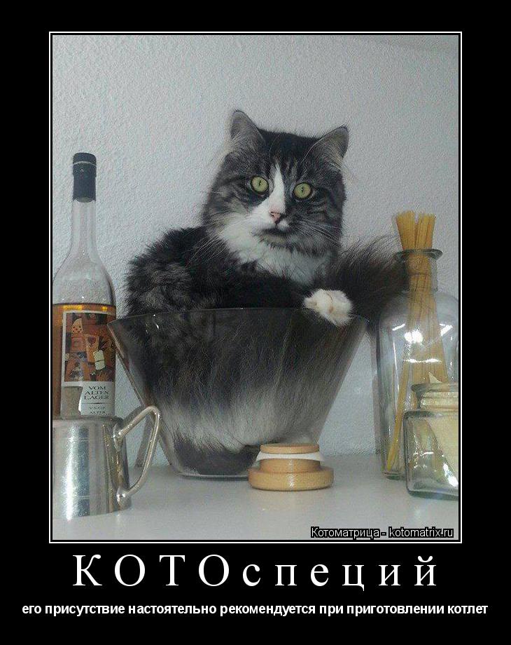 Котоматрица: КОТОспеций его присутствие настоятельно рекомендуется при приготовлении котлет