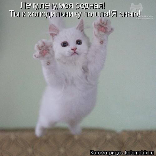 Котоматрица: Лечу,лечу,моя родная! Ты к холодильнику пошла!Я знаю!