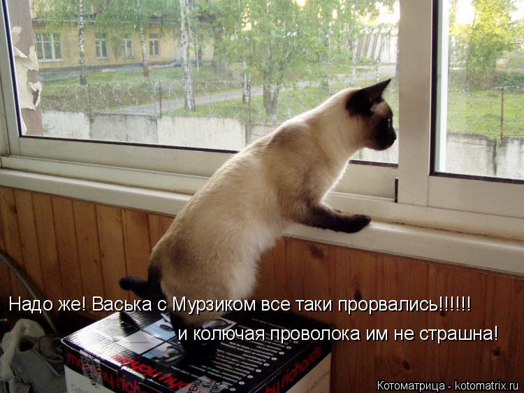 Котоматрица: Надо же! Васька с Мурзиком все таки прорвались!!!!!! и колючая проволока им не страшна!