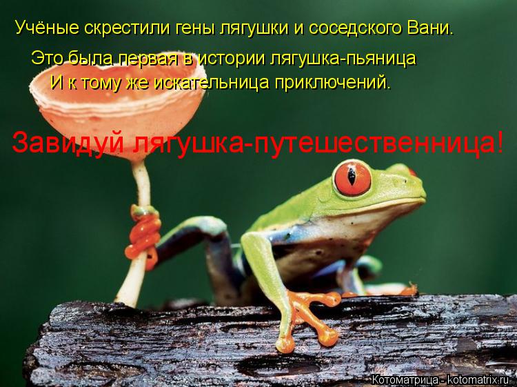 Котоматрица: Учёные скрестили гены лягушки и соседского Вани. Это была первая в истории лягушка-пьяница И к тому же искательница приключений. Завидуй ля