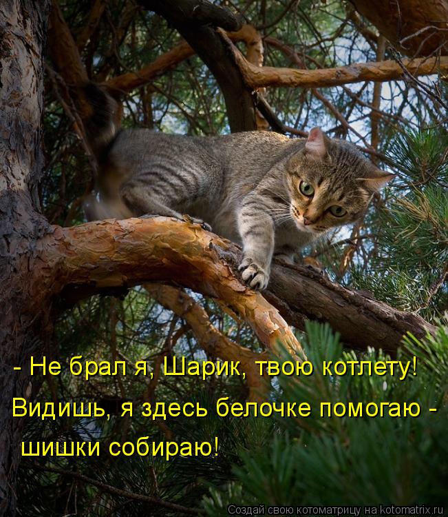 Котоматрица: - Не брал я, Шарик, твою котлету!  Видишь, я здесь белочке помогаю -  шишки собираю!