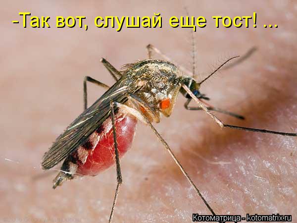 -Так вот, слушай еще тост! ...... Котоматрица: -Так вот, слушай еще тост! ...