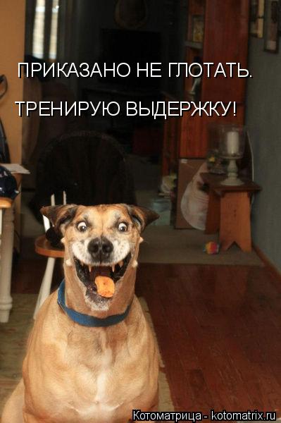 ПРИКАЗАНО НЕ ГЛОТАТЬ. ТРЕНИРУЮ ВЫДЕРЖКУ!... Котоматрица: ПРИКАЗАНО НЕ ГЛОТАТЬ. ТРЕНИРУЮ ВЫДЕРЖКУ!