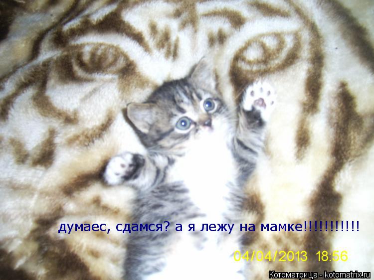Котоматрица: думаес, сдамся? а я лежу на мамке!!!!!!!!!!!