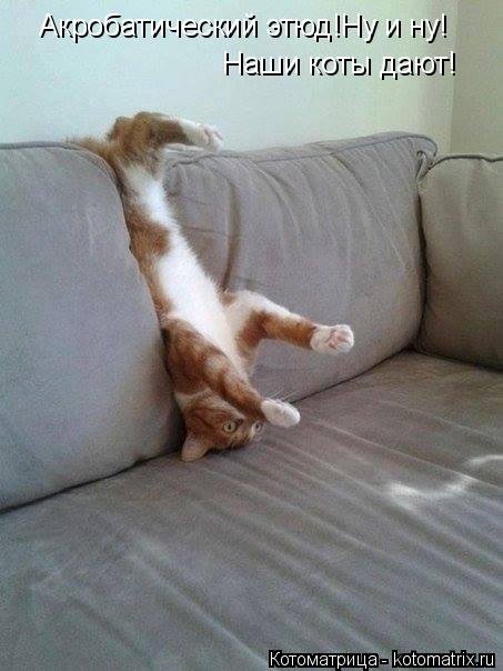 Котоматрица: Акробатический этюд!Ну и ну! Наши коты дают!