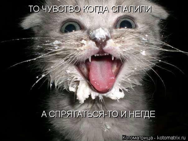 ТО ЧУВСТВО КОГДА СПАЛИЛИ А СПРЯТАТЬСЯ-ТО И НЕГДЕ... Котоматрица: ТО ЧУВСТВО КОГДА СПАЛИЛИ А СПРЯТАТЬСЯ-ТО И НЕГДЕ