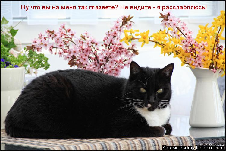 Ну что вы на меня так глазеете? Не видите - я расслабляюсь!... Котоматрица: Ну что вы на меня так глазеете? Не видите - я расслабляюсь!