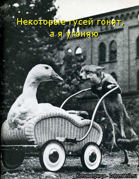 Котоматрица: Некоторые гусей гонят, а я угоняю
