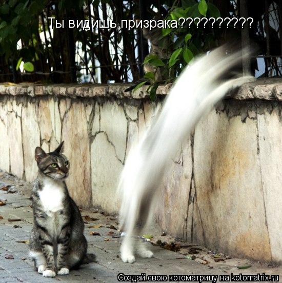 Котоматрица: Ты видишь призрака??????????