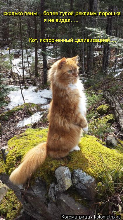 Котоматрица: сколько пены... более тупой рекламы порошка я не видал..... Кот, испорченный целивизацией....