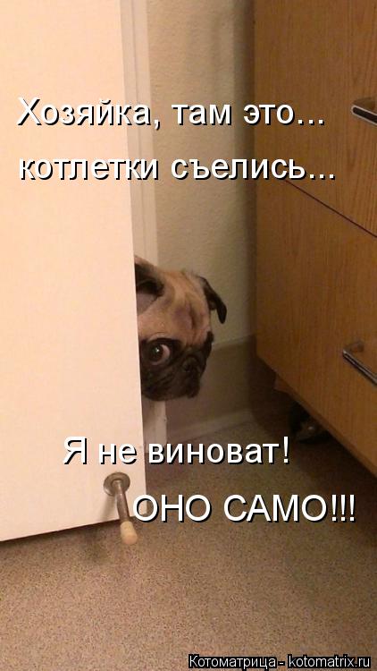 Хозяйка, там это... котлетки съелись... Я не виноват! ОНО САМО!!!... Котоматрица: Хозяйка, там это... котлетки съелись... Я не виноват! ОНО САМО!!!