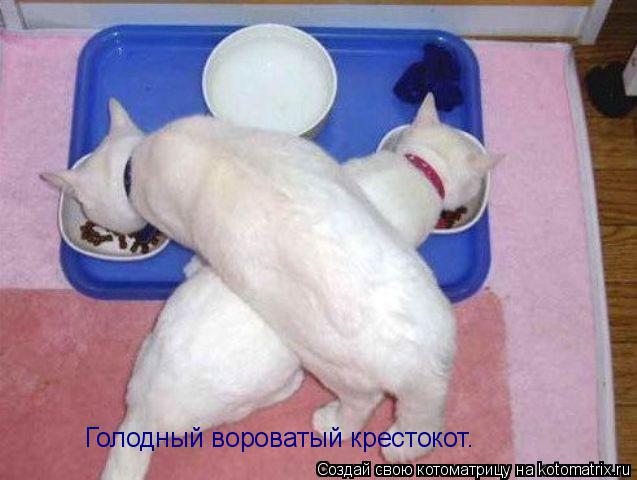 Голодный вороватый крестокот.... Котоматрица: Голодный вороватый крестокот.