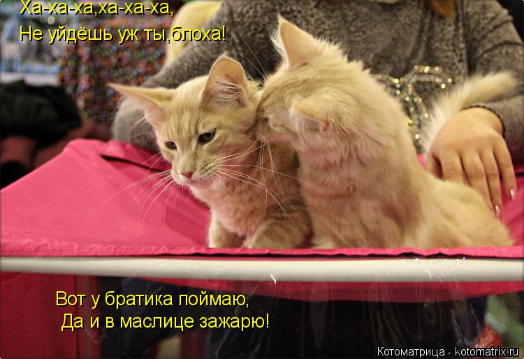Котоматрица: Ха-ха-ха,ха-ха-ха, Не уйдёшь уж ты,блоха! Вот у братика поймаю, Да и в маслице зажарю!