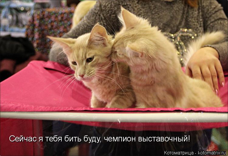 Сейчас я тебя бить буду, чемпион выставочный!... Котоматрица: Сейчас я тебя бить буду, чемпион выставочный!