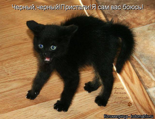 Котоматрица: Черный,черный!Пристали!Я сам вас боюсь!