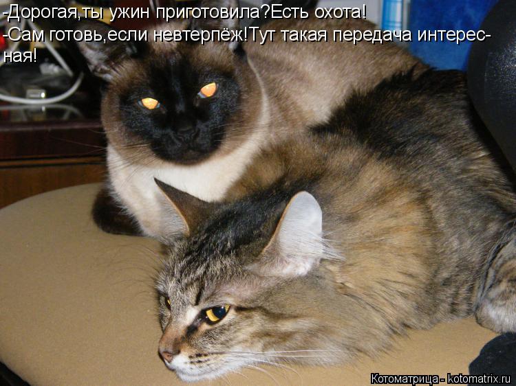 -Дорогая,ты ужин приготовила?Есть охота! -Сам готовь,если невтерпёж!Тут такая передача интерес- ная!... Котоматрица: -Дорогая,ты ужин приготовила?Есть охота! -Сам готовь,если невтерпёж!Тут такая передача интерес- ная!