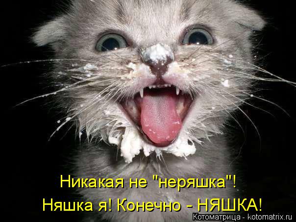 Няшка я! Конечно - НЯШКА! Никакая не "неряшка"!... Котоматрица: Няшка я! Конечно - НЯШКА! Никакая не "неряшка"!