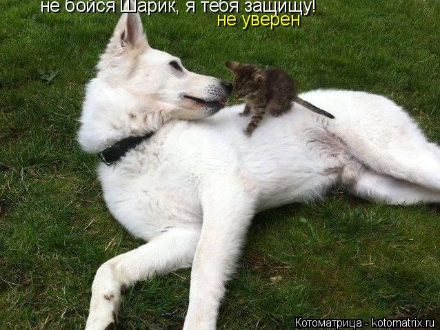 Котоматрица: не бойся Шарик, я тебя защищу! не уверен