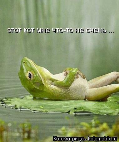 Котоматрица: этот кот мне что-то не очень ...