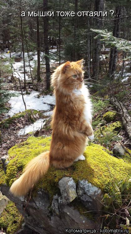 Котоматрица: - .. а мышки тоже оттаяли ?...