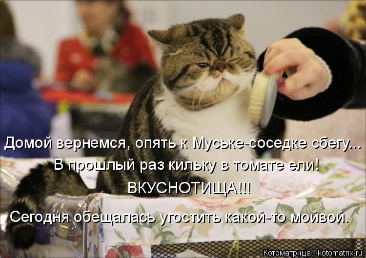Домой вернемся, опять к Муське-соседке сбегу... В прошлый раз кильку в томате ели! ВКУСНОТИЩА!!! Сего... Котоматрица: Домой вернемся, опять к Муське-соседке сбегу... В прошлый раз кильку в томате ели! ВКУСНОТИЩА!!! Сегодня обещалась угостить какой-то мойвой.