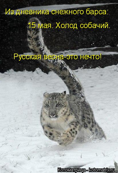 Котоматрица: Из дневника снежного барса: 15 мая. Холод собачий. Русская весна-это нечто!