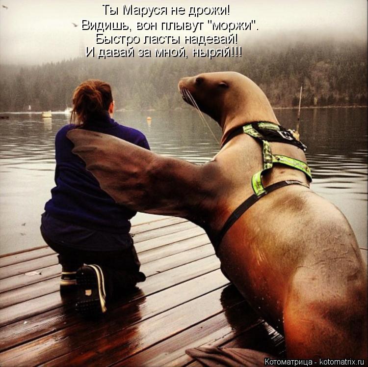 Котоматрица: Ты Маруся не дрожи! Быстро ласты надевай! Видишь, вон плывут "моржи". И давай за мной, ныряй!!!