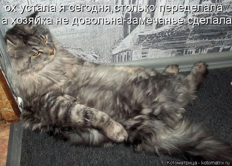 Котоматрица: ох устала я сегодня,столько переделала а хозяйка не довольна-замечанье сделала