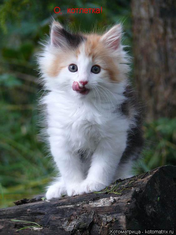 О, котлетка!... Котоматрица: О, котлетка!