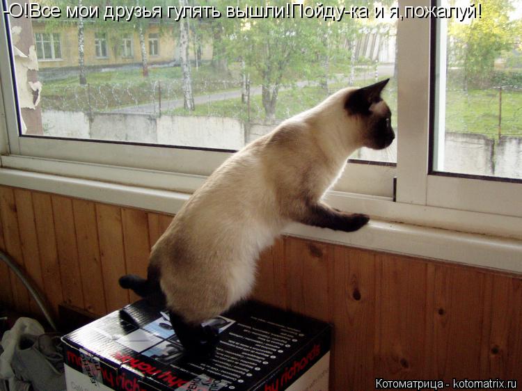 -О!Все мои друзья гулять вышли!Пойду-ка и я,пожалуй!... Котоматрица: -О!Все мои друзья гулять вышли!Пойду-ка и я,пожалуй!