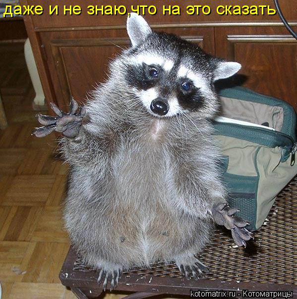 Котоматрица: даже и не знаю,что на это сказать