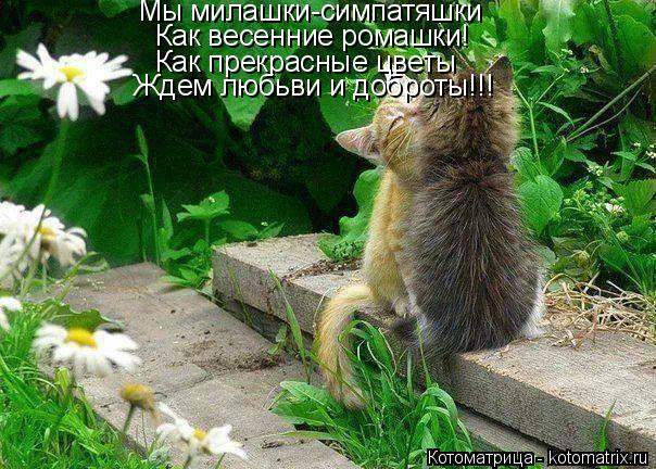 Как весенние ромашки! Мы милашки-симпатяшки Как прекрасные цветы Ждем любьви и доброты!!!... Котоматрица: Как весенние ромашки! Мы милашки-симпатяшки Как прекрасные цветы Ждем любьви и доброты!!!