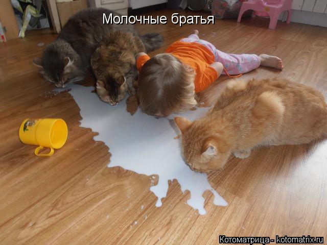 Молочные братья... Котоматрица: Молочные братья
