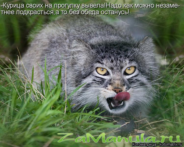 -Курица своих на прогулку вывела!Надо как можно незаме- тнее подкрасться,а то без обеда останусь!... Котоматрица: -Курица своих на прогулку вывела!Надо как можно незаме- тнее подкрасться,а то без обеда останусь!