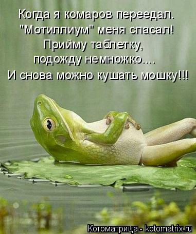 Котоматрица: Когда я комаров переедал. "Мотиллиум" меня спасал! Прийму таблетку,  подожду немножко.... И снова можно кушать мошку!!!