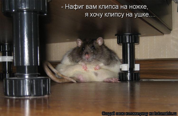 Котоматрица: - Нафиг вам клипса на ножке, я хочу клипсу на ушке....
