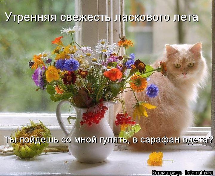 Котоматрица: Ты пойдешь со мной гулять, в сарафан одета? Утренняя свежесть ласкового лета