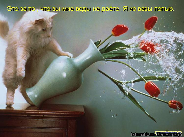 Это за то , что вы мне воды не даёте. Я из вазы попью.... Котоматрица: Это за то , что вы мне воды не даёте. Я из вазы попью.