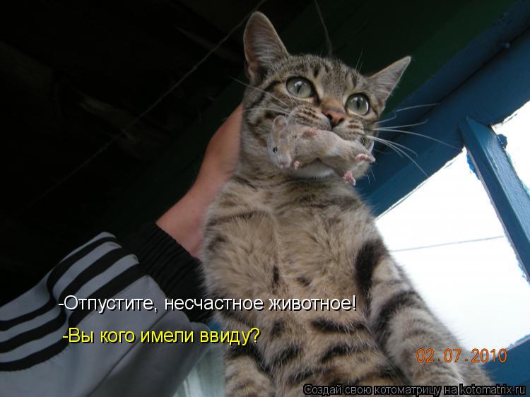-Отпустите, несчастное животное! -Вы кого имели ввиду?... Котоматрица: -Отпустите, несчастное животное! -Вы кого имели ввиду?