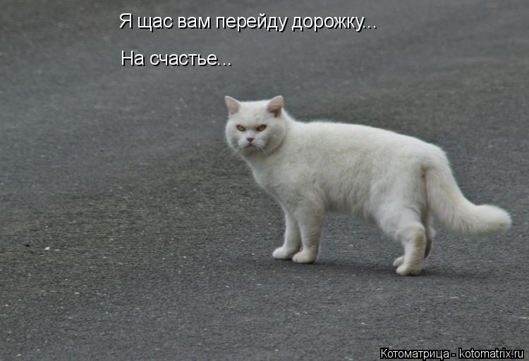 Котоматрица: Я щас вам перейду дорожку... На счастье...