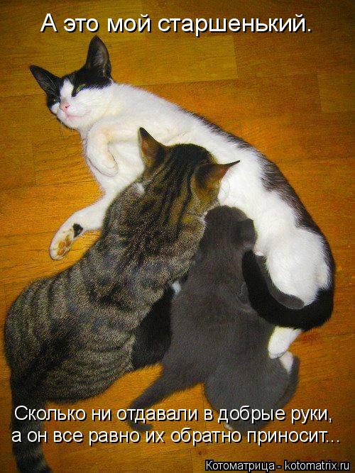 А это мой старшенький. Сколько ни отдавали в добрые руки, а он все равно их обратно приносит...... Котоматрица: А это мой старшенький. Сколько ни отдавали в добрые руки, а он все равно их обратно приносит...