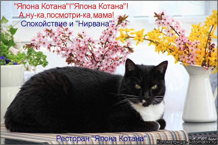 Котоматрица: "Япона Котана"!"Япона Котана"! А ну-ка,посмотри-ка,мама! Спокойствие и "Нирвана"- Ресторан "Япона Котана"
