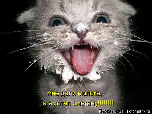 мне дали молока, а я хотел сметану!!!!!!!!... Котоматрица: мне дали молока, а я хотел сметану!!!!!!!!