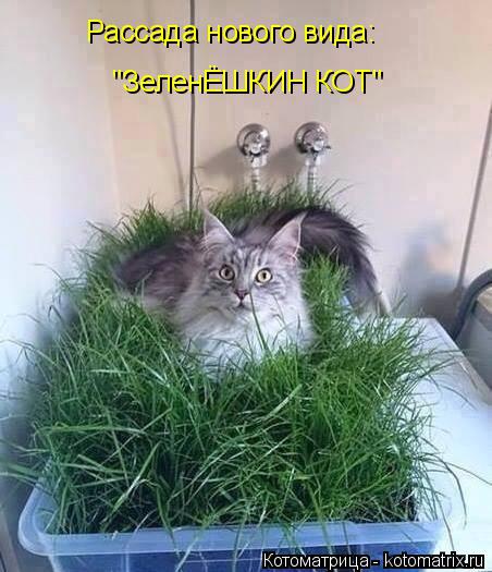 Котоматрица: Рассада нового вида: "ЗеленЁШКИН КОТ"