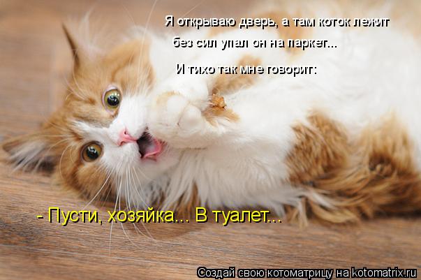 Я открываю дверь, а там коток лежит без сил упал он на паркет... И тихо так мне говорит: - Пусти, хоз... Котоматрица: Я открываю дверь, а там коток лежит без сил упал он на паркет... И тихо так мне говорит: - Пусти, хозяйка... В туалет...