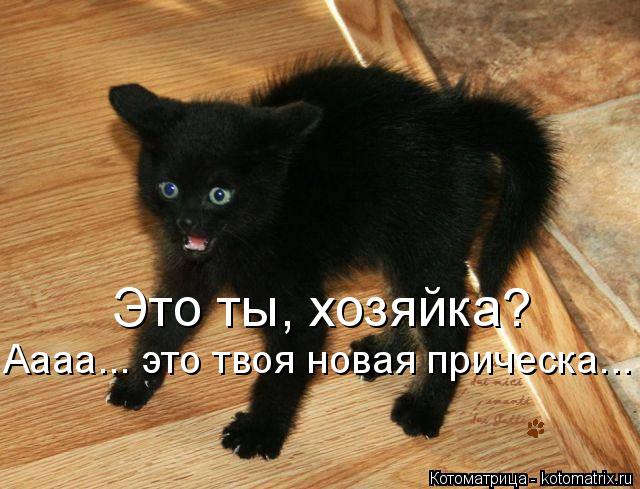 Это ты, хозяйка? Аааа... это твоя новая прическа...... Котоматрица: Это ты, хозяйка? Аааа... это твоя новая прическа...